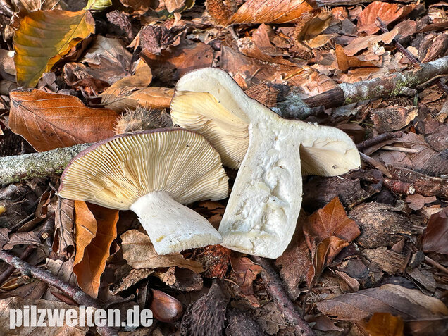 Papageitäubling, Kleiner Frauentäubling, Russula ionochlora