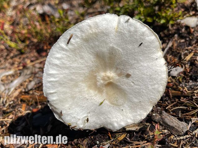 Raustielweichritterling, Melanoleuca verrucipes