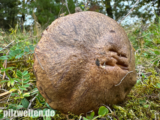 Ringloser Butterpilz, Suillus collinitus