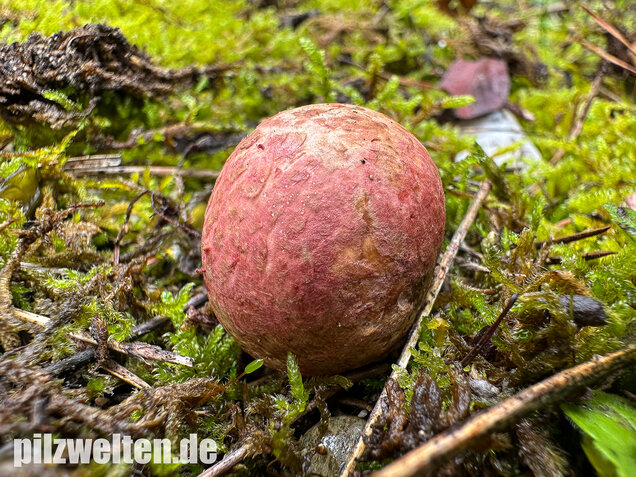 Rötlicher Wurzeltrüffel, Rhizopogon roseolus