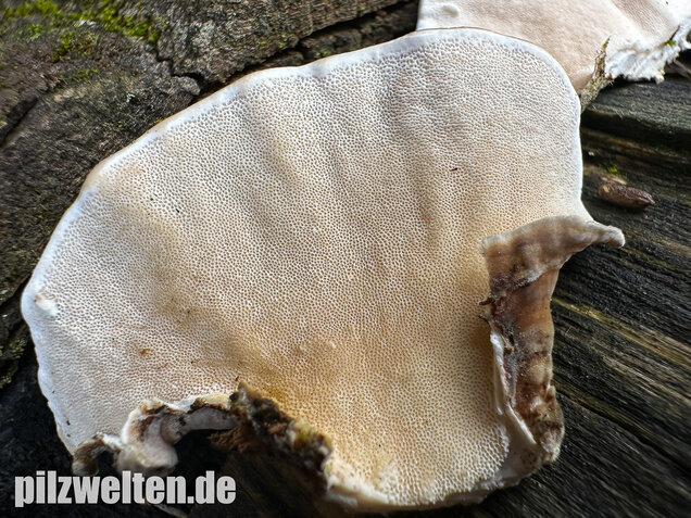 Schmetterlingstramete, Turkey tail mushroom, Trametes versicolor