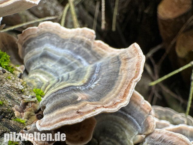 Schmetterlingstramete, Turkey tail mushroom, Trametes versicolor