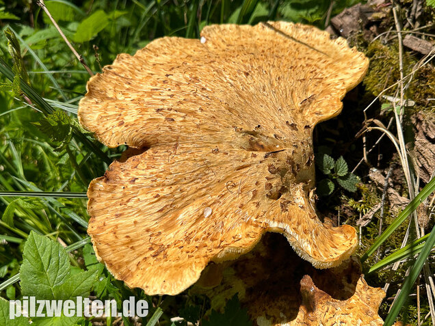 Schuppiger Porling, Cerioporus squamosus