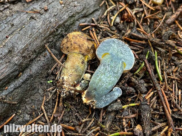 Schwarzblauender Röhrling, Cyanoboletus pulverulentus
