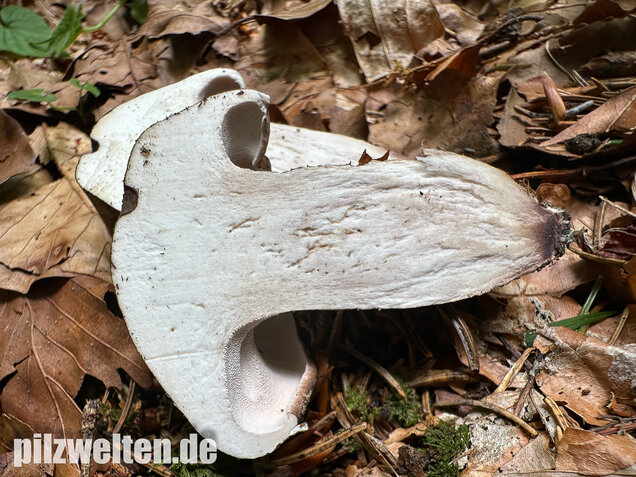 Schwarzweißer Rußporling, Boletopsis leucomelaena