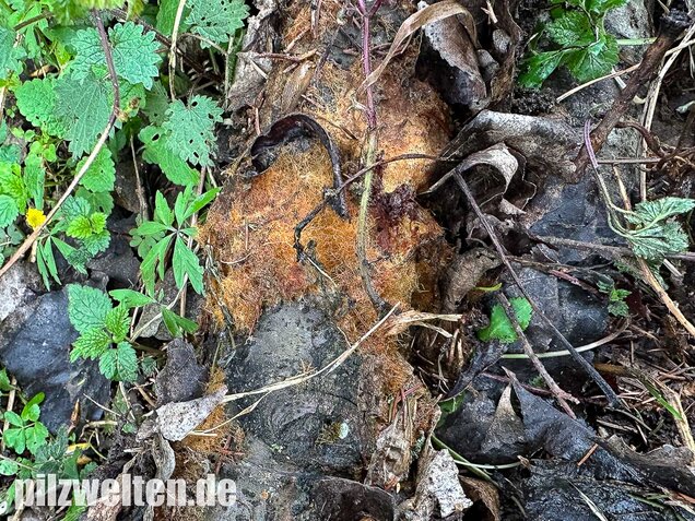 Pilzmyzelgeflecht, Ozonium