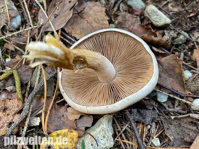Tonblasser Fälbling, Hebeloma crustuliniforme