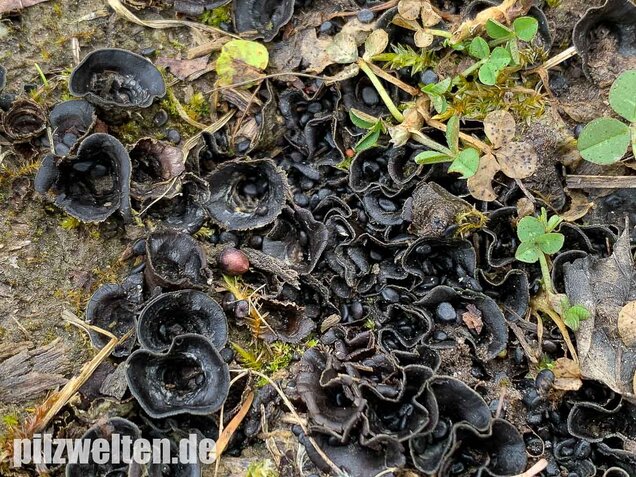 Topfteuerling, Cyathus olla