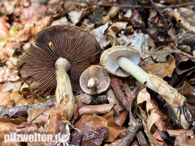 Voreilender Ackerling, Agrocybe praecox