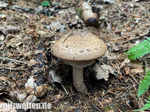 Kleiner Waldchampignon, Agaricus silvaticus