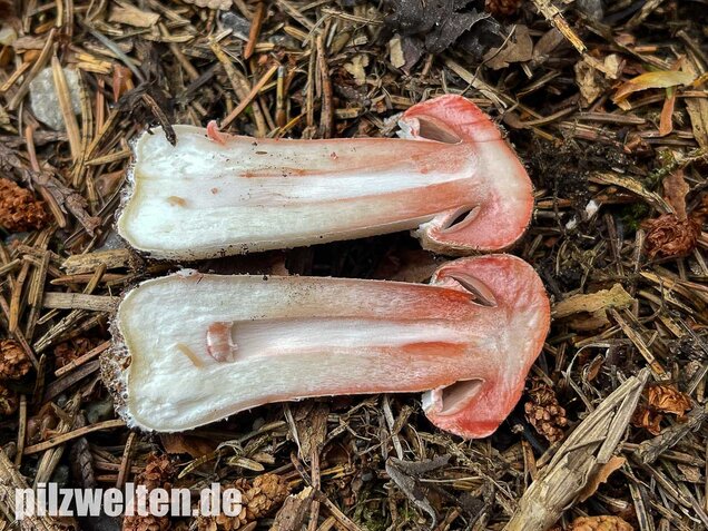 Kleiner Waldchampignon, Agaricus silvaticus