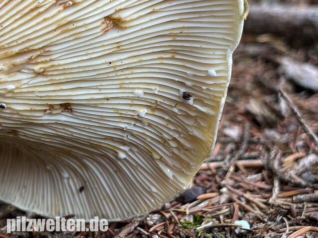 Wolliger Milchling, Lactifluus vellereus