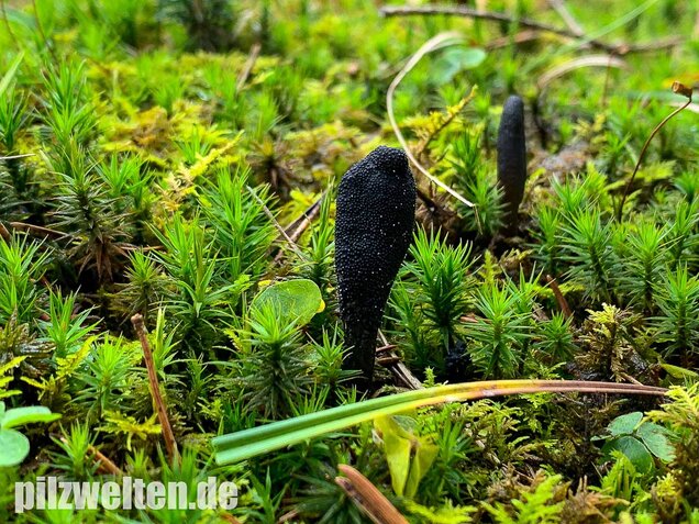 Zungenkernkeule, Tolypocladium ophioglossoides