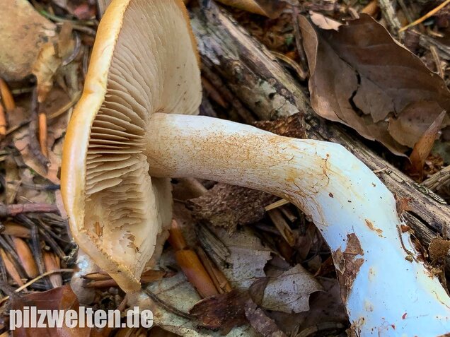 Bitterster Schleimfuß, Cortinarius vibratilis