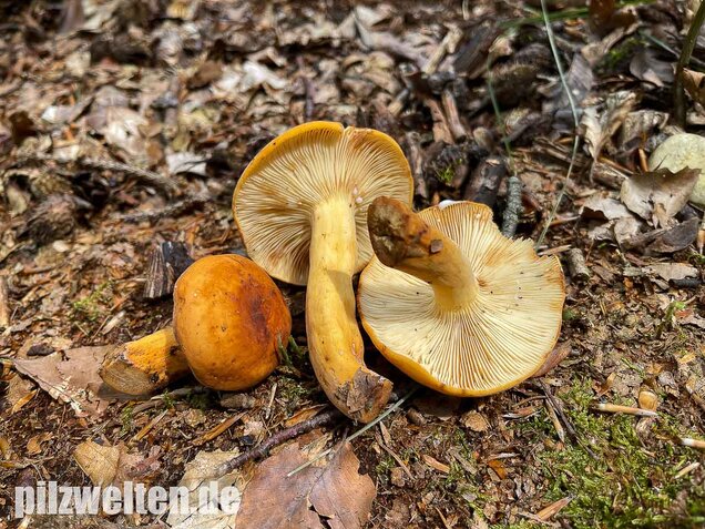 Milchbrätling, Lactifluus volemus