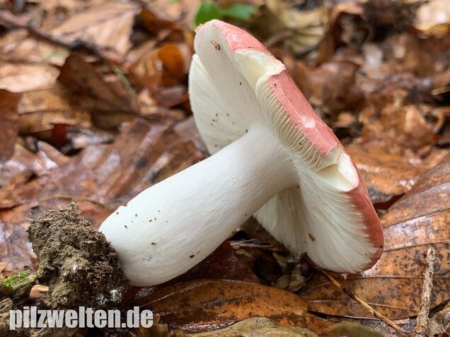Buchenspeitäubling, Russula nobilis