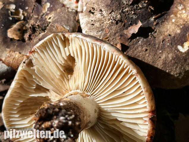 Dickblättriger Schwärztäubling, Russula nigricans