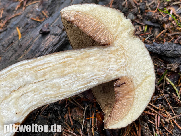 Düsterer Röhrling, Porphyrröhrling, Porphyrellus porphyrosporus