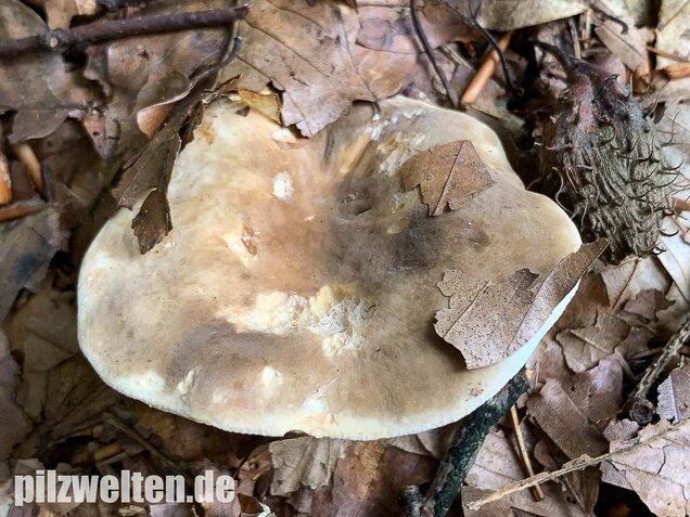 Flügelsporiger Milchling, Lactarius pterosporus