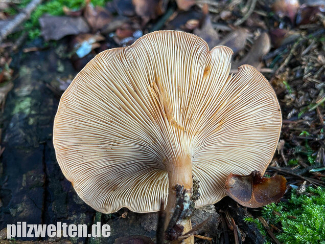 Fuchsiger Röteltrichterling, Paralepista flaccida