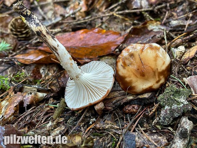 Gefleckter Gelbfuß, Gomphidius maculatus