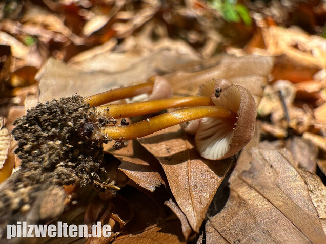 Gelbstieliger Nitrathelmling, Gelbfüßiger Nitrosehelmling, Mycena renati