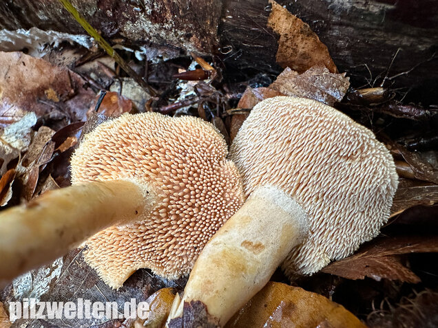 Genabelter Semmelstoppelpilz, Hydnum umbilicatum