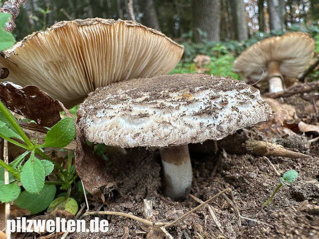 Gerandetknolliger Safranschirmling, Chlorophyllum brunneum