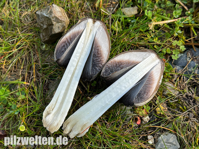 Grauer Faltentintling, Coprinopsis atramentaria