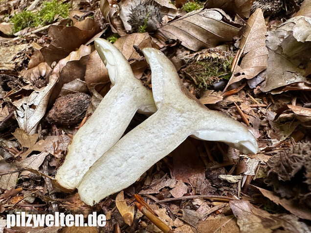 Graugrüner Milchling, Lactarius blennius
