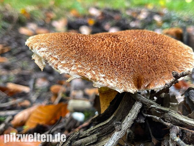 Hohlfußröhrling, Suillus cavipes