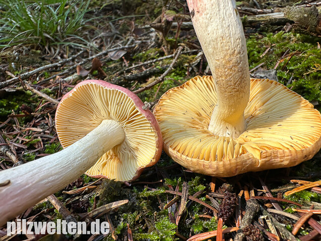 Hohlstieltäubling, Weißtannentäubling, Russula cavipes