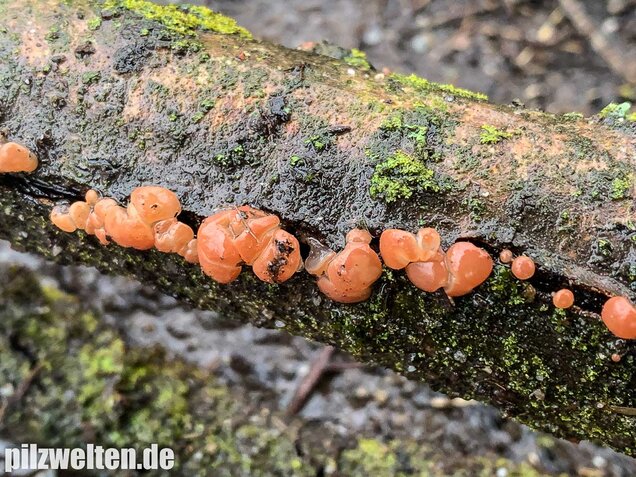 Kirschbaum-Kraterpilz, Craterocolla cerasi