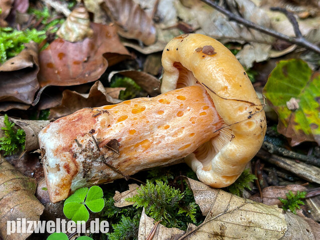 Lachsreizker, Lactarius salmonicolor