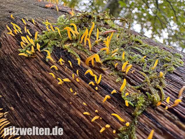 Laubholzhörnling, Calocera cornea