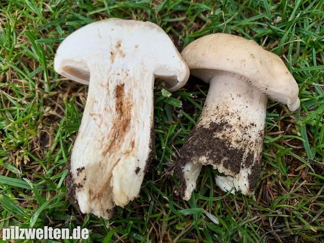 Mairitterling, Georgsritterling, Calocybe gambosa