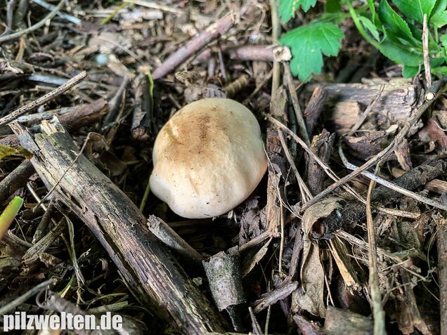 Mairitterling, Georgsritterling, Calocybe gambosa