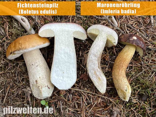 Maronenröhrling, Imleria badia