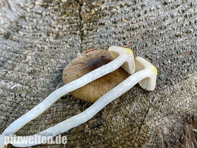 Natternstieliger Schneckling, Hygrophorus olivaceoalbus