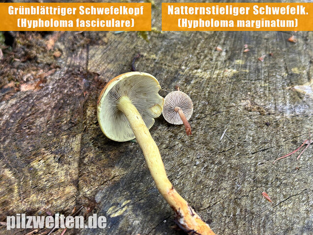 Natternstieliger Schwefelkopf, Hypholoma marginatum