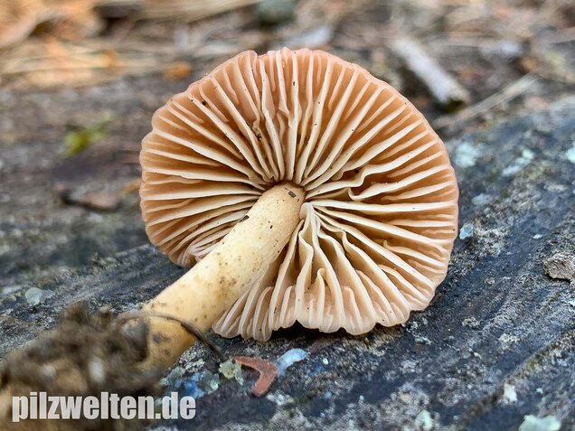 Nelkenschwindling, Marasmius oreades