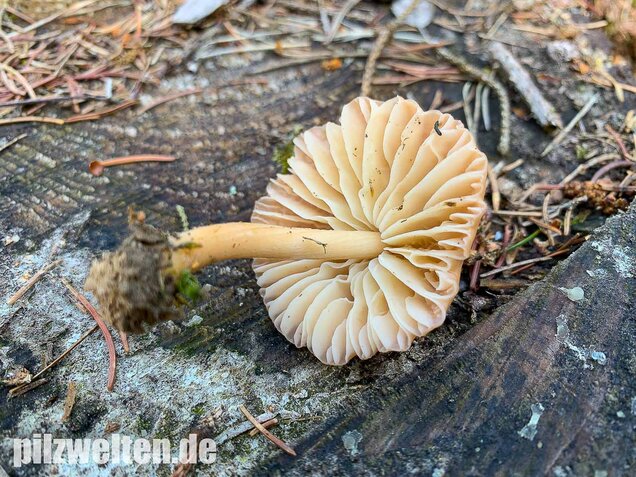 Nelkenschwindling, Marasmius oreades