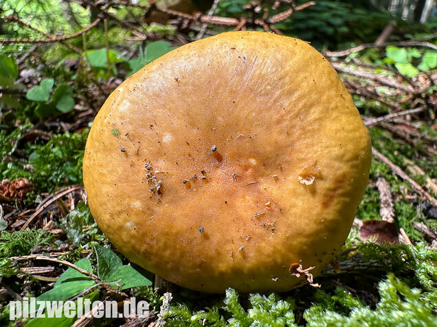 Ockergelber Täubling, Zitronentäubling, Russula ochroleuca
