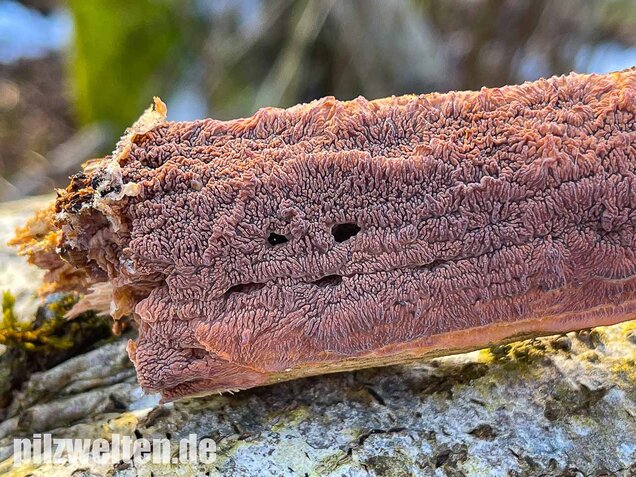 Orangeroter Kammpilz, Phlebia radiata