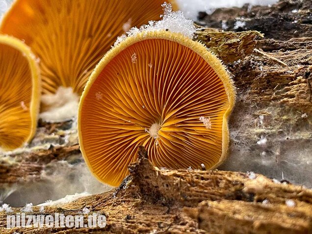 Orangeseitling, Phyllotopsis nidulans