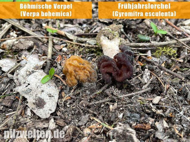 Frühjahrslorchel, Giftlorchel, Gyromitra esculenta