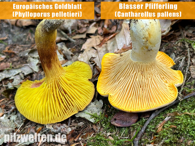 Europäisches Goldblatt, Phylloporus pelletieri