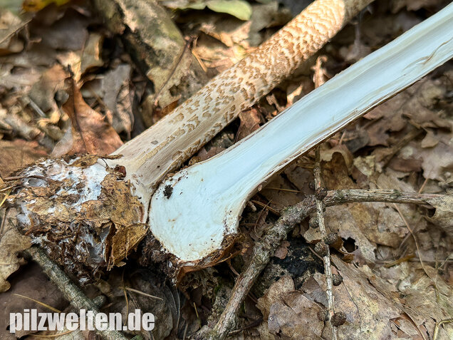 Riesenschirmling, Parasol, Macrolepiota procera