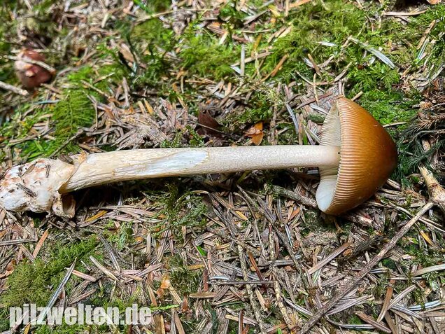 Rotbrauner Scheidenstreifling, Amanita fulva