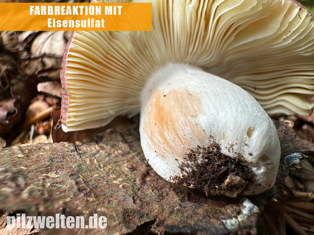 Weißstieliger Ledertäubling, Russula romellii